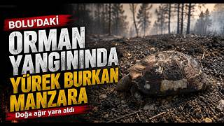  Bolu’daki Orman Yangınında Yürek Burkan Manzara