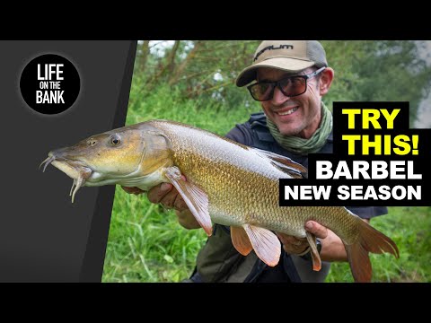 BARBEL FISHING TIPS - TRY THIS simple tactic on small rivers (new season 2023)