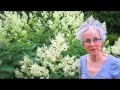 Giant Fleece Plant - Wisconsin Garden Video Blog 414 Giant Fleece Plant - Wisconsin Garden Video Blog 414