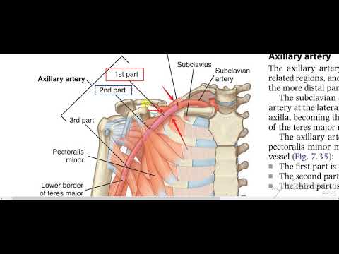 Muscle relations to axillary artery 2