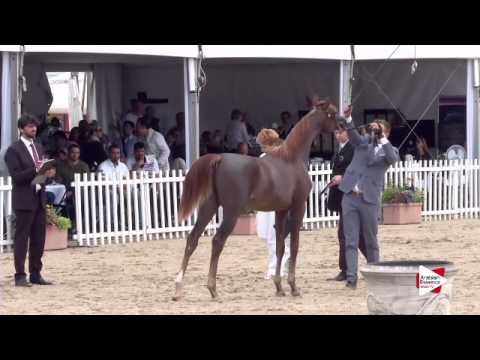 N.85 SHAGRAN ATHBAH - Menton 2015 - Yearling Colts 1 year old (Class 6A)