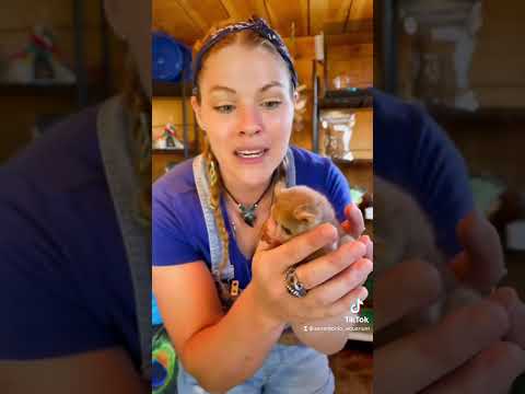 Another name for #bushbaby is #Galago. There are around 20 different known species of bushbaby! #zoo