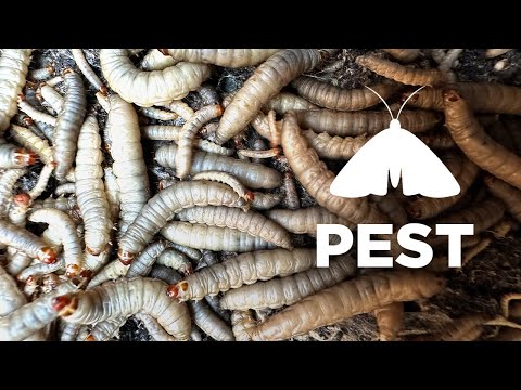 How To Prevent Wax Moth From Infesting Hives