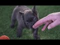 French Bulldog dogs for sale: Hank - Video 1