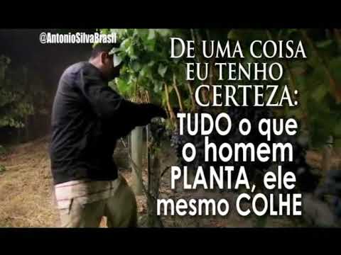 Frase #10 "Quem Planta Colhe"