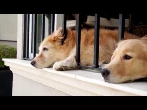 OPEN HOUSE | TÂNIA ORTEGA