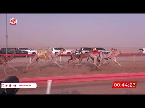  ش 7 (شواهين) لـ سالم سهيل بن دليله صقوح العامري 2:08:93 ، شارة الصندوق 2026/07/11 فطامين الوقن