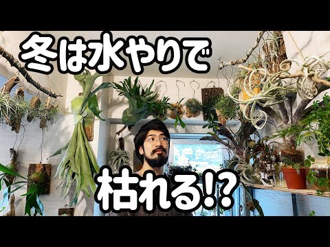 土を使わずに植物を植える: 私のティランジアが乾燥してしまうのはなぜですか?よくある4つの原因＋エアガールを復活させるにはどうすればいい？  庭園