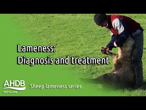 , title : 'Diagnosing the cure - Sheep Lameness series'