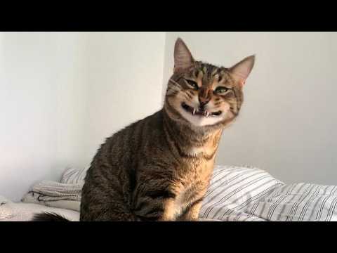 This Might Be the Silliest Cat Ever Recorded 🐱 Funny Cats Videos