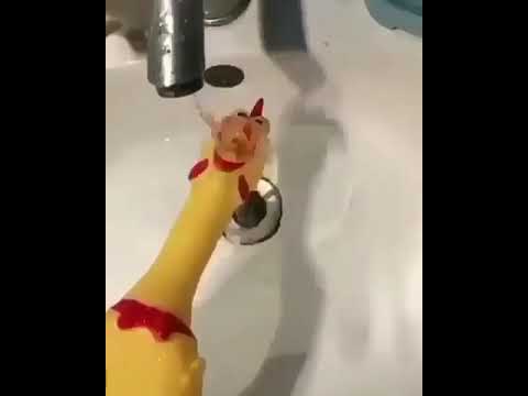 Drowning rubber chicken