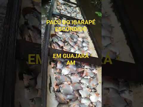 PACÚ DO IGARAPÉ ARREPENDO