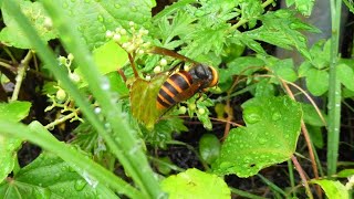 のぶどうとスズメバチ