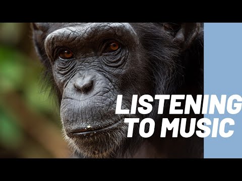 Chimp listening to music