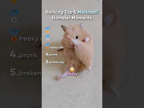 Top 5 Medazelli Hamster Moments (#1 Was Wild)