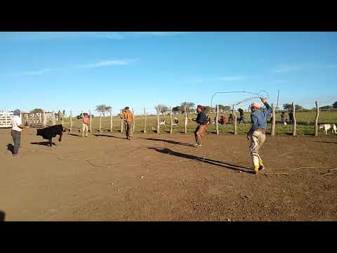 LA YERRA PIALADAS DE TERNEROS 🤠🐎