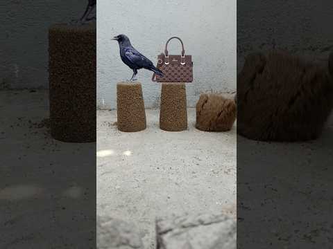 crow and vanity bag satisfying video #shortsfeed