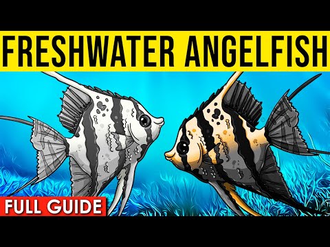 Freshwater Angelfish Info And Care | Freshwater Angelfish Care Guide