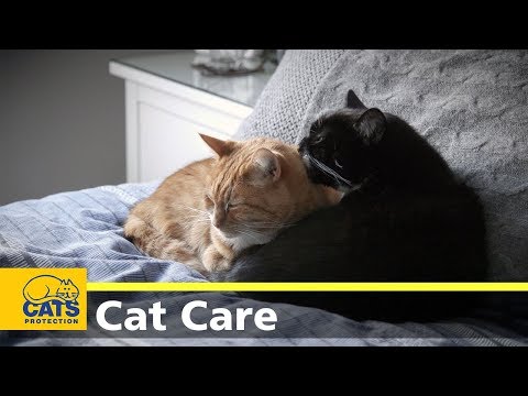 Poisoning in cats | Cat care advice