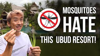 BIZARRE Reason Mosquitoes Hate This Ubud Resort! - SUSI VILLAS