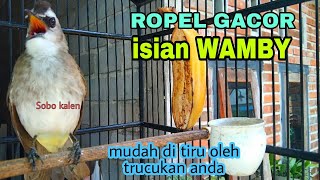 Download lagu Trucukan gacor ropel isian Wamby whamei terbukti mudah ditiru oleh trucuk lain mp3 Download lagu Trucukan gacor ropel isian Wamby whamei terbukti mudah ditiru oleh trucuk lain mp3