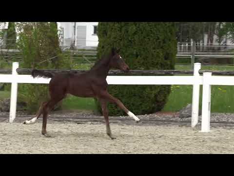 SF Segantini   Download