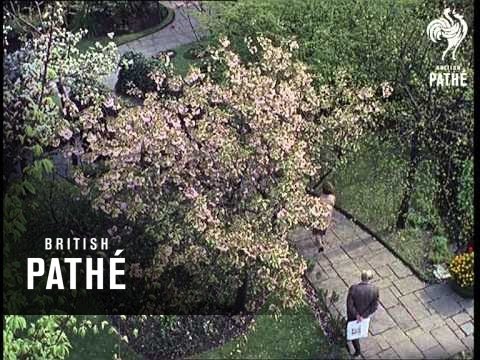 Out Takes / Cuts From Cp 650 - Anti Locust Research And Hearing Aid Museum (1967)