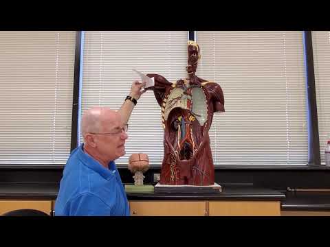 Professor Long - 2401 Lab 1, Planes, Sections, and Body Cavities