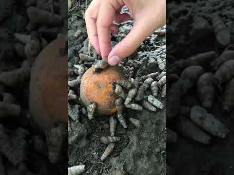 Avcı( Predatör) Rumina decollata