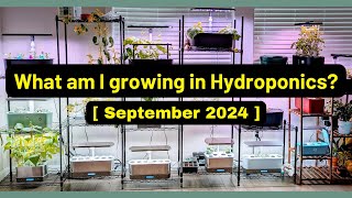 What am I growing | Sep 2024 | Aerogarden iDoo LetPot Spider Farmer AHopeGarden RainPoint Mufga
