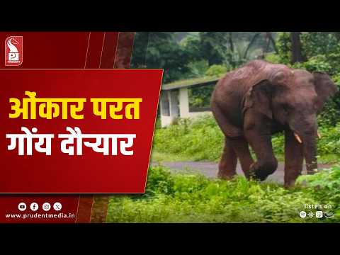 Tusker Omkar Returns to Goa-Maharashtra Border 