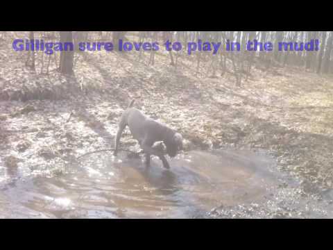 Gilligan, an adopted Standard Poodle & Mastiff Mix in Bancroft, ON_image-1