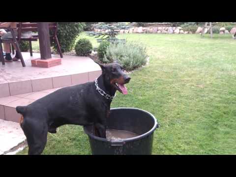 Swimming Kairos de Grande Vinko