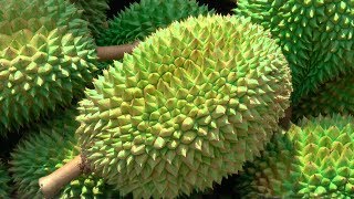 Durian Season in Singapore