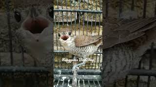 Download lagu Bentet Loreng | Cendet Loreng | Cendet Macan | Tiger Shrike | Lanius Tigrinus mp3