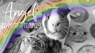 Rest Easy, Angel ❤️ | Angel’s Story