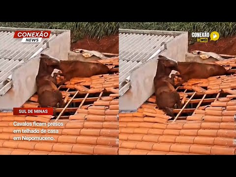 Vídeo: Cavalos ficam presos em telhado de casa em Nepomuceno.