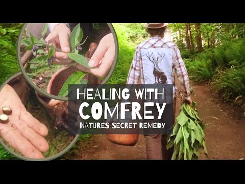 Healing With Comfrey: Natures Secret Remedy | Herbal Jedi