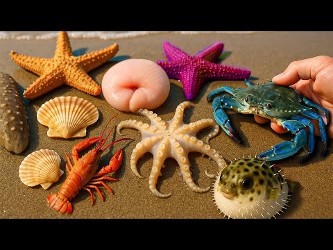 Clam, Octopus, Puffer Fish, Starfish in ONE Trip | Costal Foraging