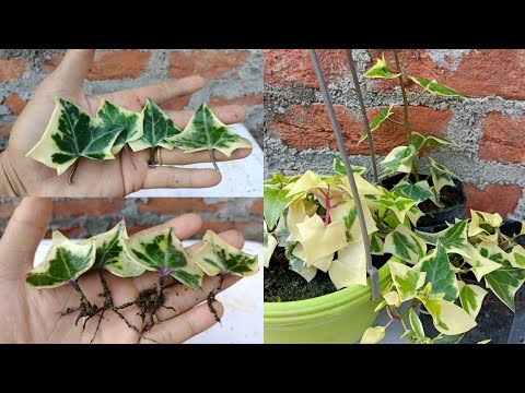 , title : 'Grow English Ivy faster from leaves in easy way with full Updates | How to grow Ivy Plant'