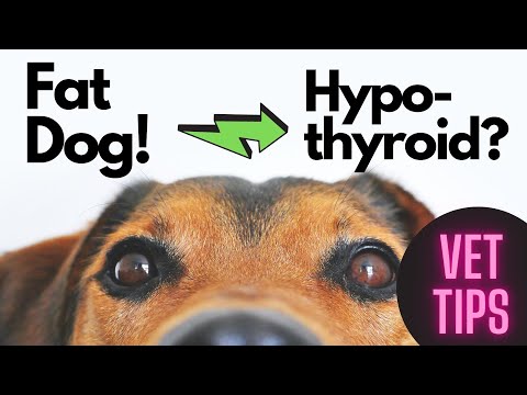 Fat Dog!  Does your dog have Hypothyroidism?: Veterinarian helps diagnose and treat!