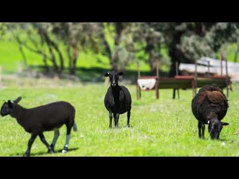 . Sanderson Road, Springhurst, VIC 3682, 0 rūma, 0 rūma horoi, Lifestyle Property