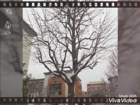 NEVE A FIRENZE 2018 ❄❄❄