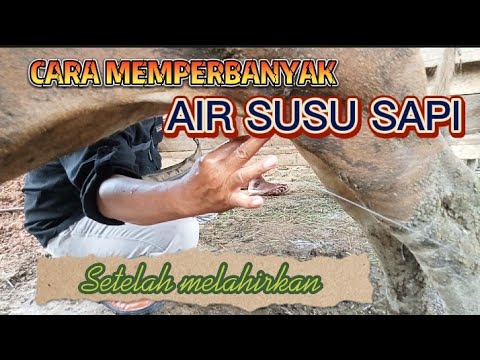, title : 'Cara memperbanyak air susu pada sapi Bali  yang baru melahirkan'