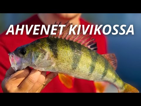 KIRKKAAN VEDEN AHVENEN KALASTUSTA | KARIKKO TÄYNNÄ AHVENIA