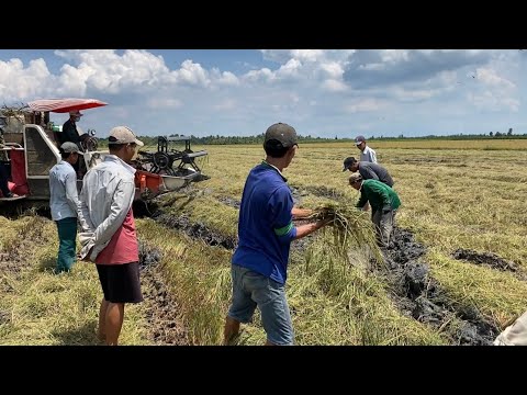 Cùng Mấy Lão Nông Chụp Chuột Theo Máy Cắt Nấu Toàn Đặc Sản Miền Tây | Cù Lao Dung Vlogs