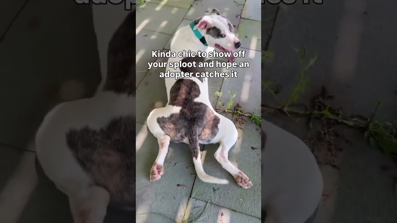 Family Friendly LOLA, a ADOPTABLE mixed breed in New York, NY video 6/6