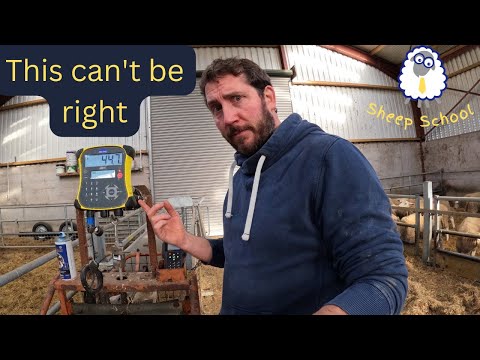 Zero Profit Sheep Farming