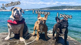 Dogs Rented A Beach House / Vacation