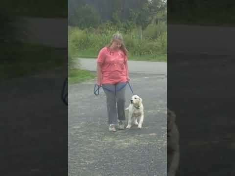 Golden Retriever Puppy Taiba